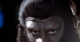 Apes