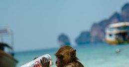 Dance Monkey