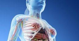 Anatomy