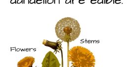 The Dandelions