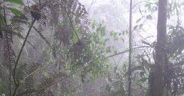 Selva