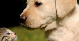 Cat And Dog