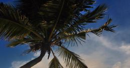 Tropic