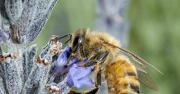 Bees