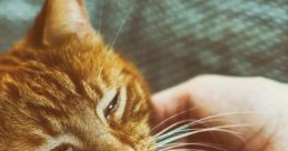 Purring