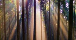 Woods