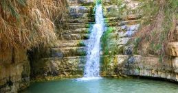 Gedi