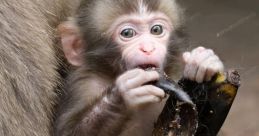 Jmamonkey Monkey Monkey