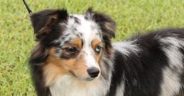 Aussie