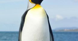 Pinguinos