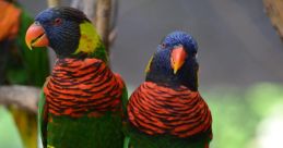 Birds Animal