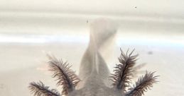 Axolotl