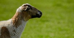 Schapen Neuken Is Fijn