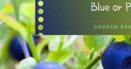 Blueberries Are Purple