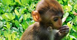 Chinies Monkey Singing