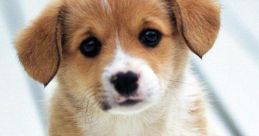 Baby Dog