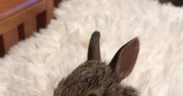 Cottontail In Distress