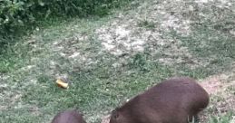 Capybara Coconut Doggy