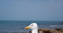 Gaivota