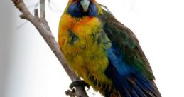 Perico