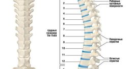The Spine