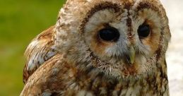 Tawny Owl