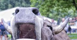 Cow Moo