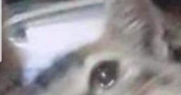 Discord Cat Scream