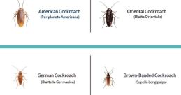 Roaches