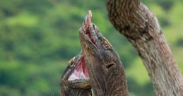 Komodo