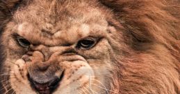 Lion Roar
