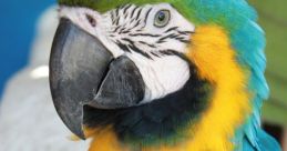 Animali