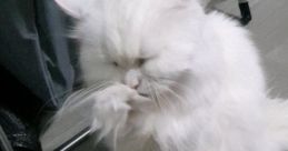 Floofboi