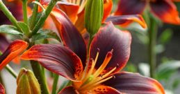 Lilium