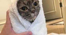 Soft Kitty