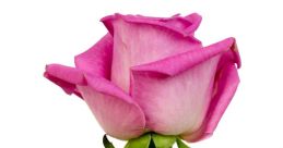 Flor