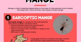 Mange