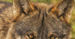 Lobo