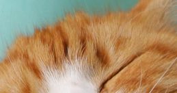 Happy Happy Happy Cat