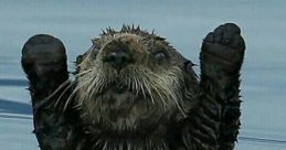 Whooo