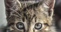 Kitty Cat
