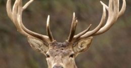 Stag