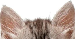 Cat Cry