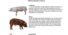 Swine