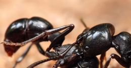The Ant
