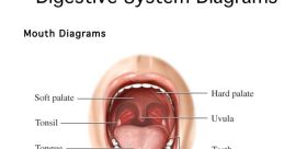 Mouth