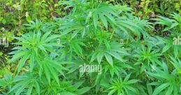 Ganja