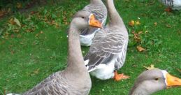 Geese