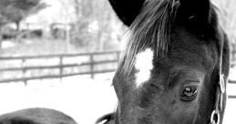 Horsey