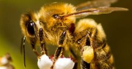 Honey Bee